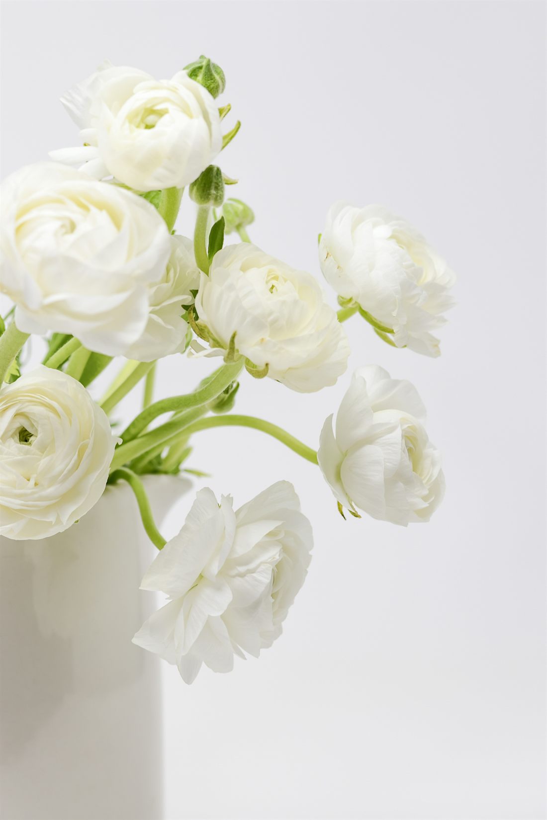 白いラナンキュラスの花